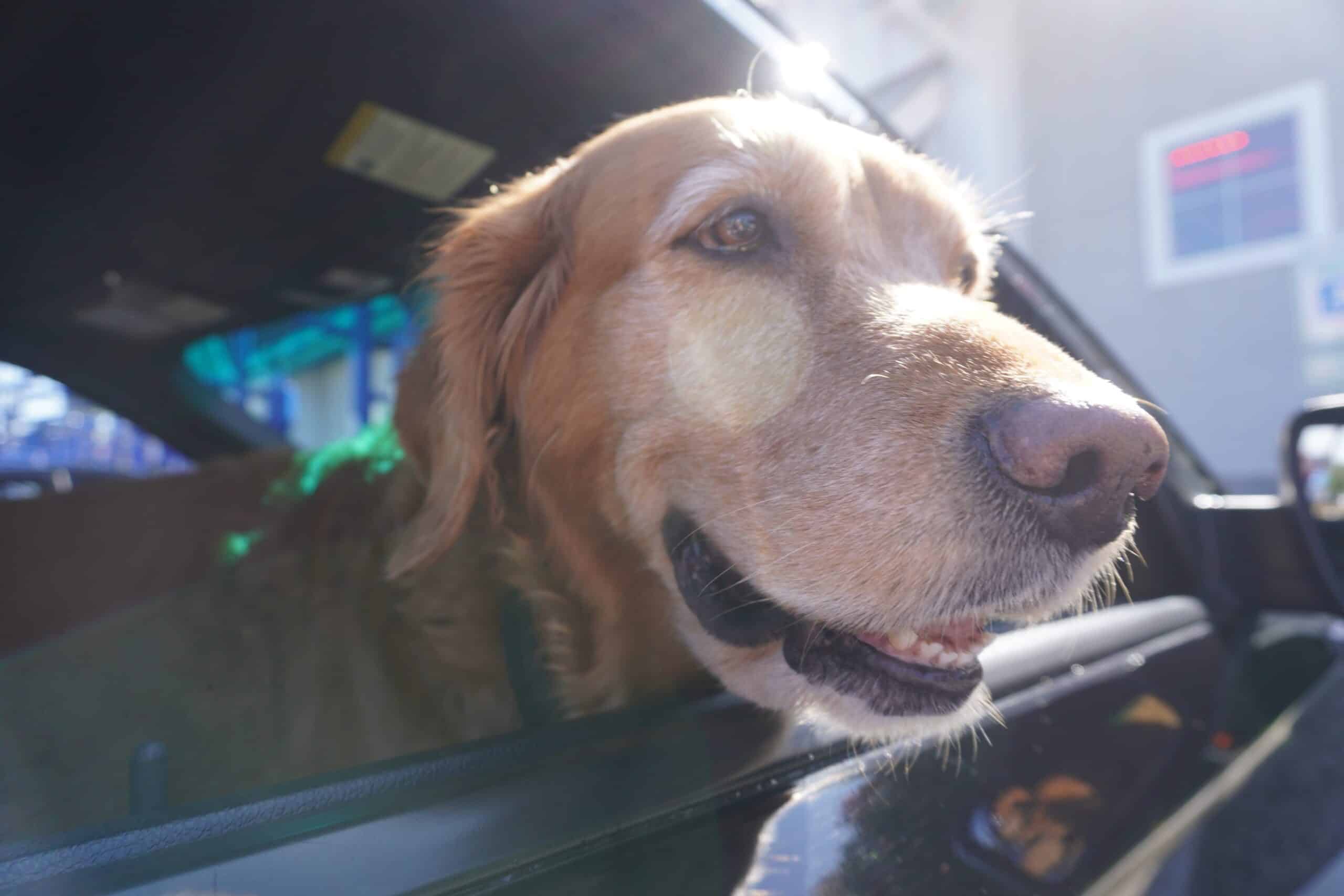Photo of a dog with its head out the window of a car