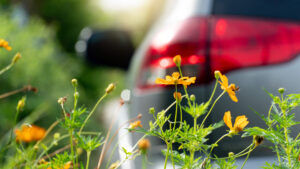 Close-up cosmos orange color in garden. Blurred of car tail light gray color